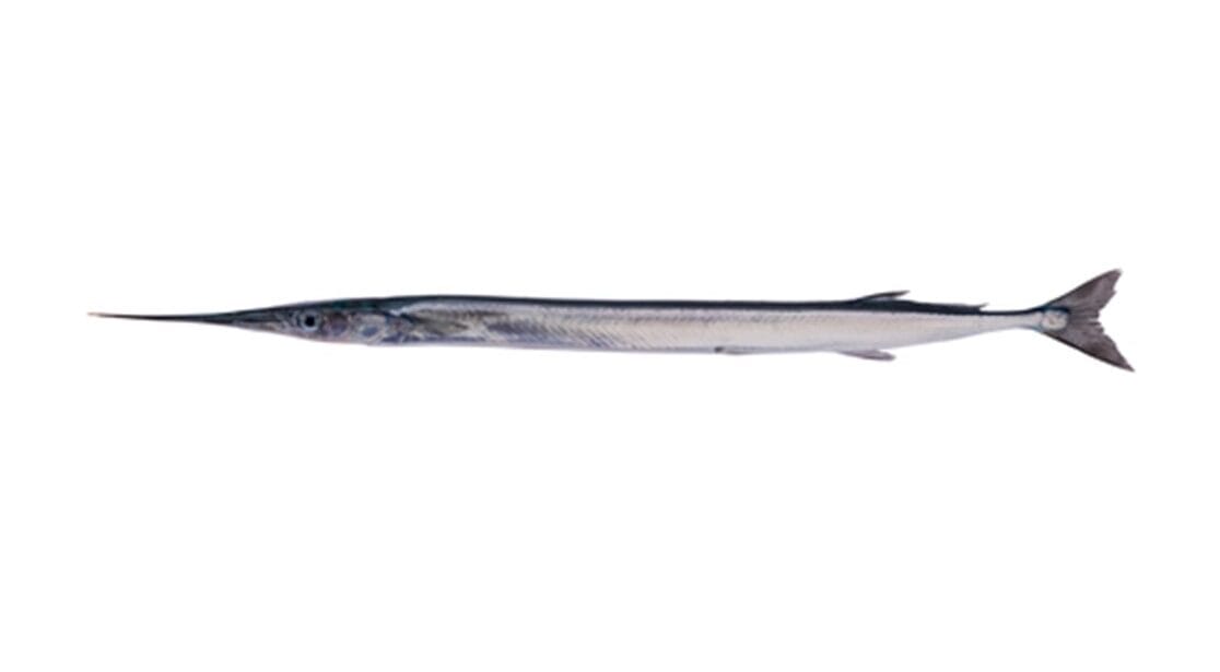 Garfish: The Green-Boned Summer Visitor | Down the Cove