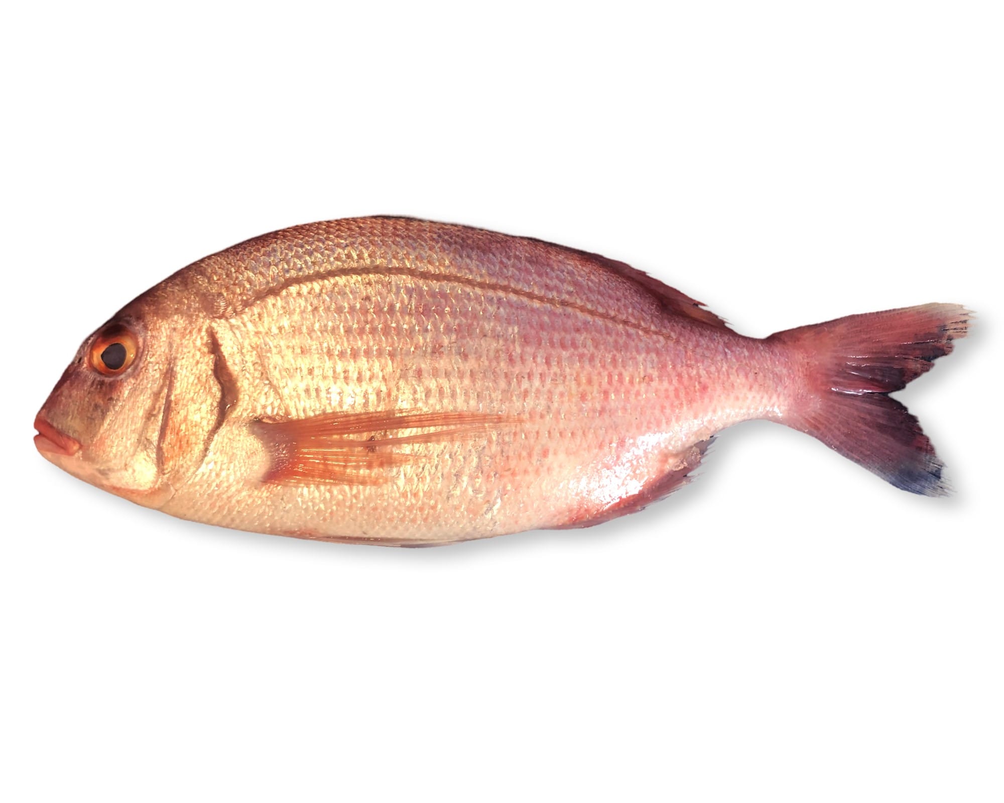 Red Sea Bream (Red Bream): Identify & Cook | Down the Cove