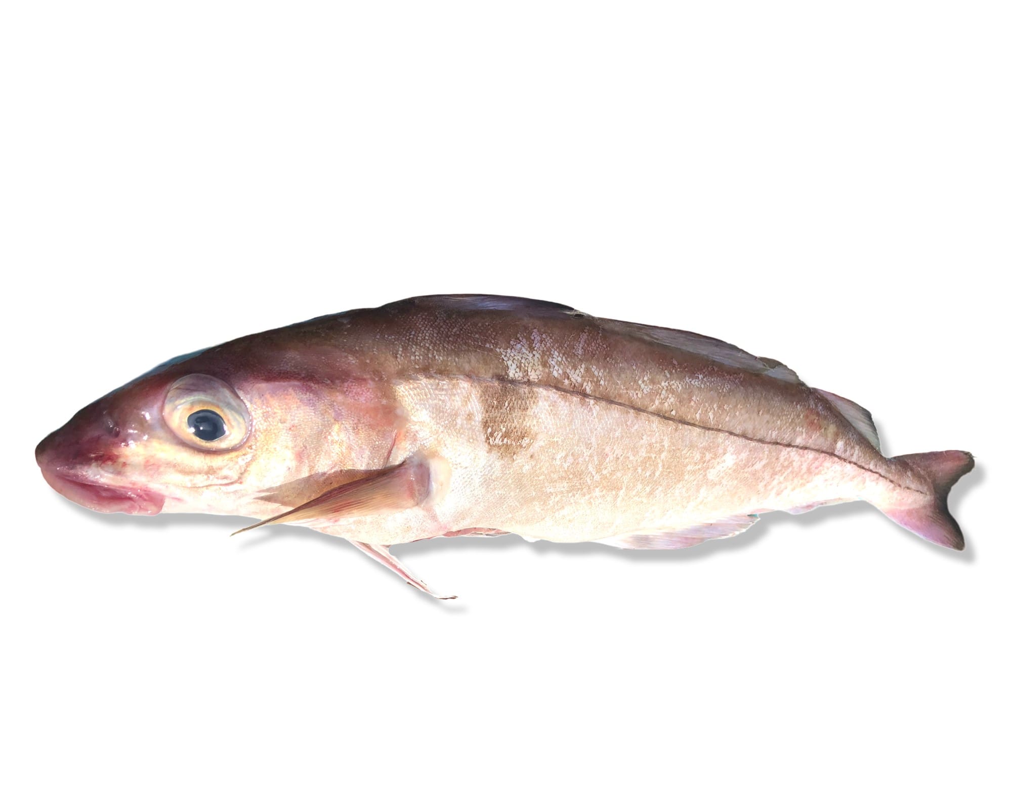 Smoked Haddock: How to Cook & Buy It | Down the Cove